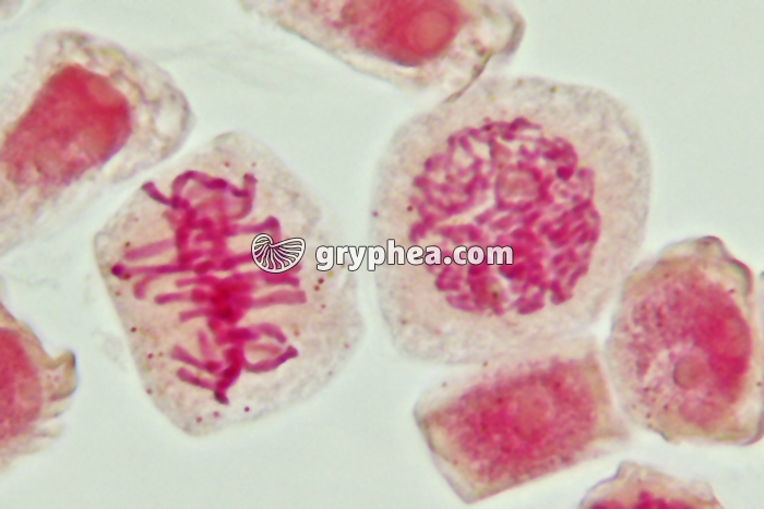 Mitose cellules de racine d'Ail - Métaphase x800 - gryphea.com